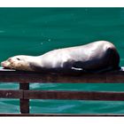 Seelöwe im Hafen von Monterey/Kalifornien