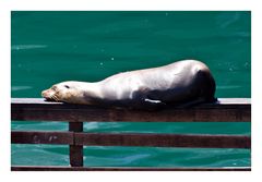 Seelöwe im Hafen von Monterey/Kalifornien