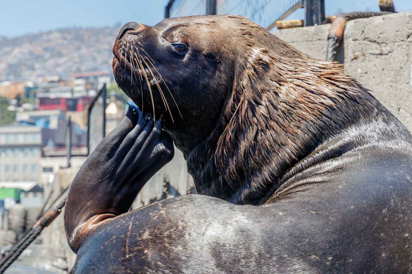 Seelöwe im Hafen von Valparaiso