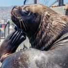 Seelöwe im Hafen von Valparaiso