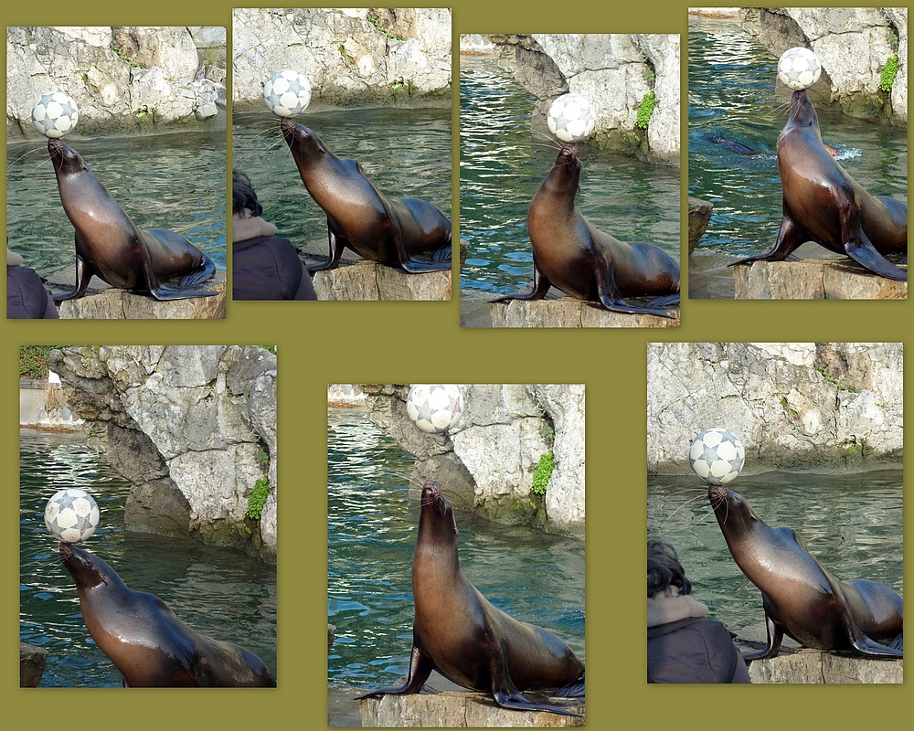 Seelöwe im Kölner Zoo jonliert mit einem Ball