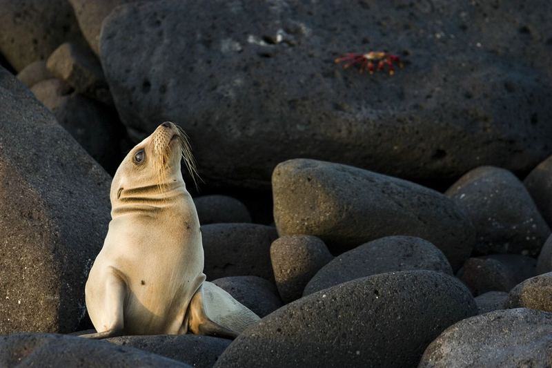 Seelöwe im Morgenlicht