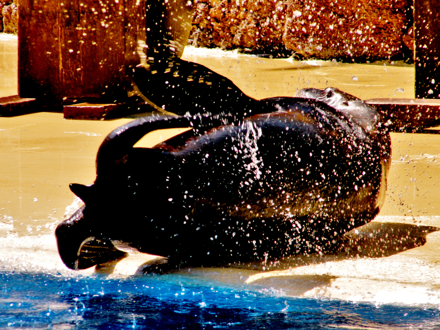 Seelöwe im Oasis Park auf Fuerteventura