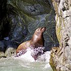 Seelöwe im Prince William Sound