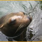 Seelöwe im Tierpark