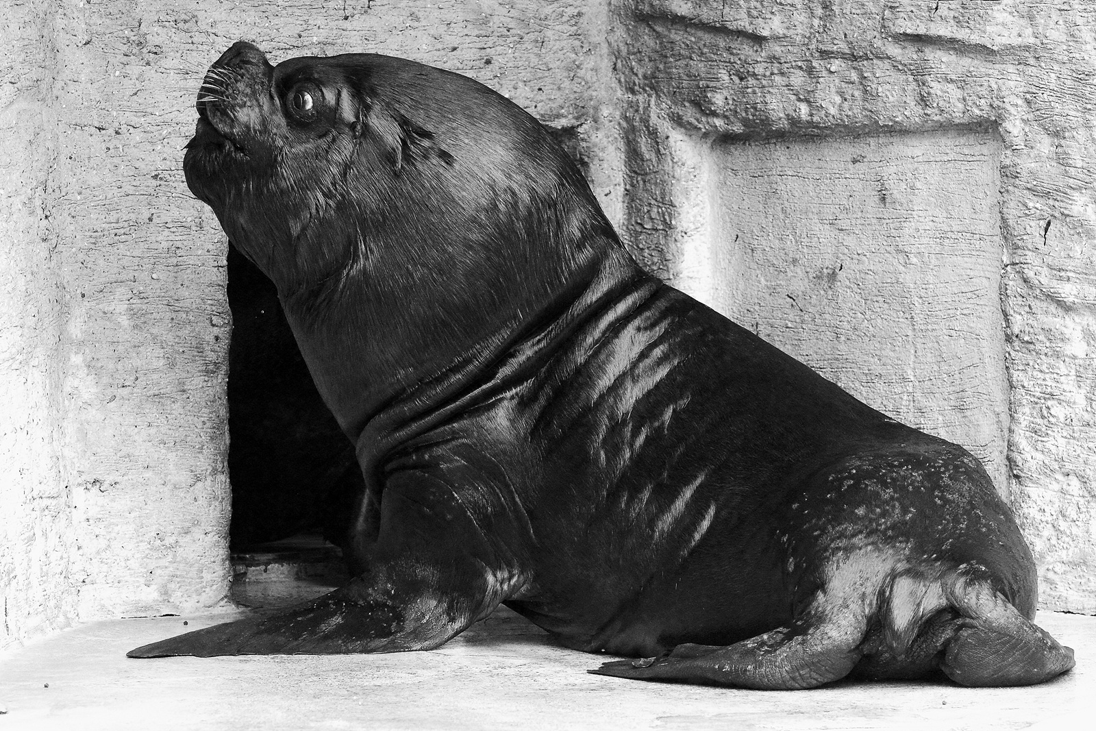 Seelöwe im Tierpark Schönnbrunn.