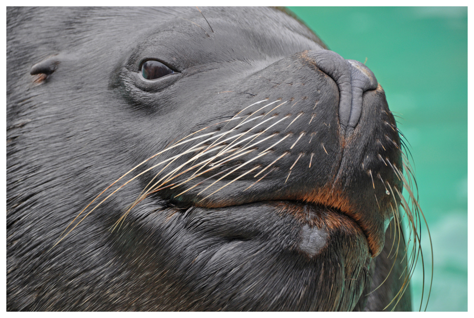 Seelöwe im Zoo HD