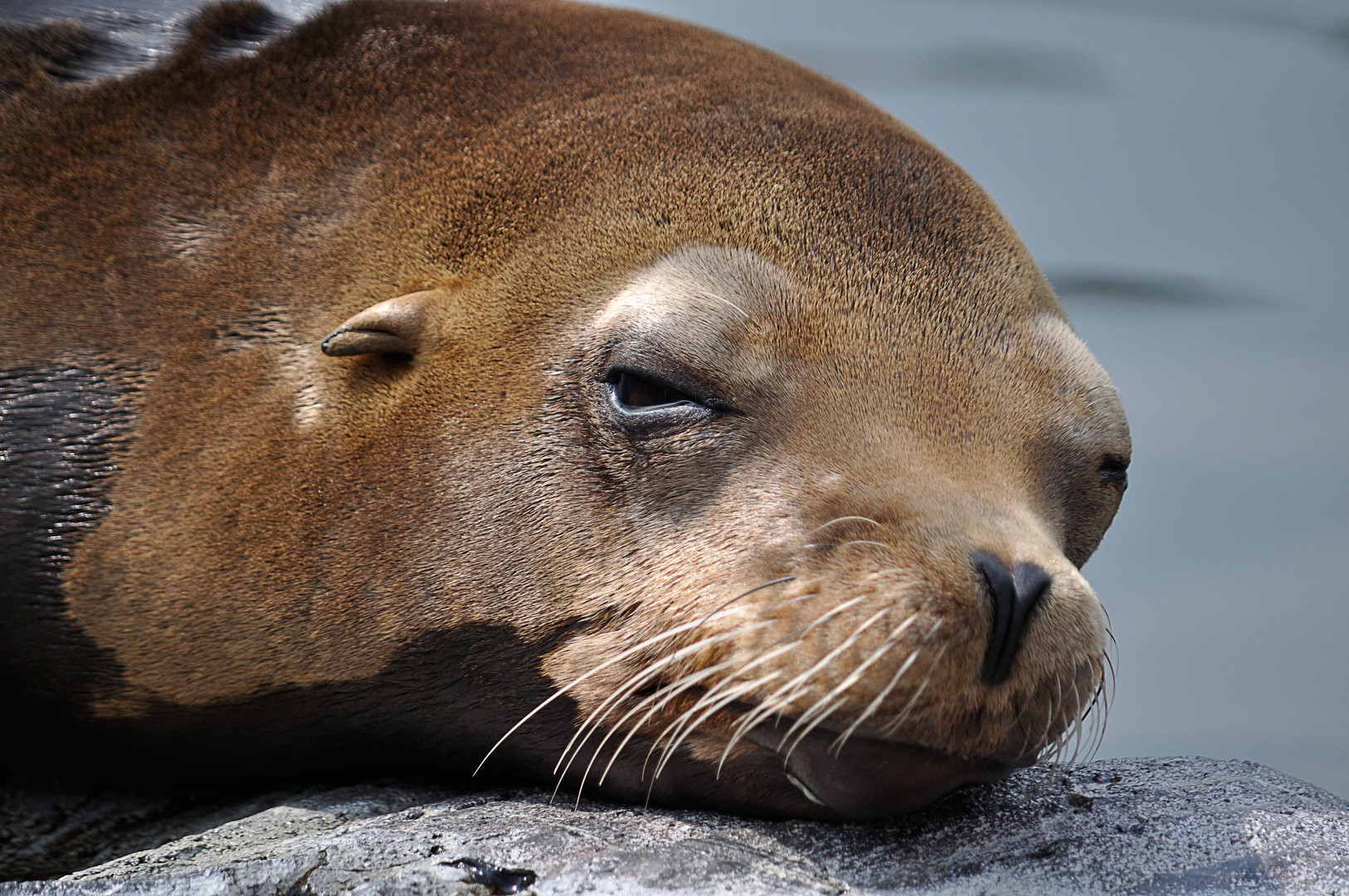 Seelöwe im ZOOM-Erlebnispark