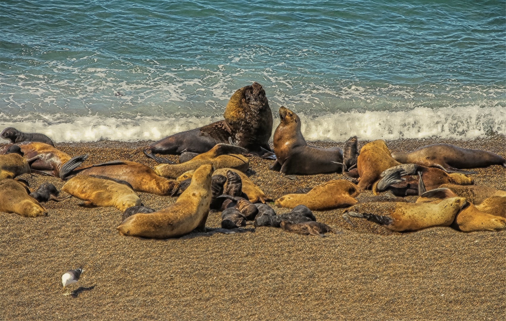 Seelöwe in Argentinien