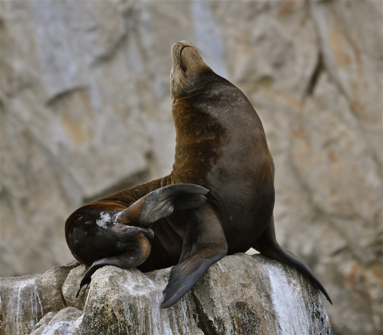 Seelöwe in den Felsen im Pazifik vor Cabo San Luca / Mexiko