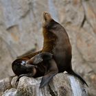 Seelöwe in den Felsen im Pazifik vor Cabo San Luca / Mexiko