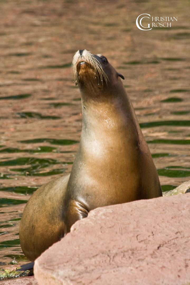 Seelöwe in der Abendsonne