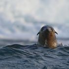 Seelöwe in der Brandung vor einer Felseninsel südlich von Melbourne