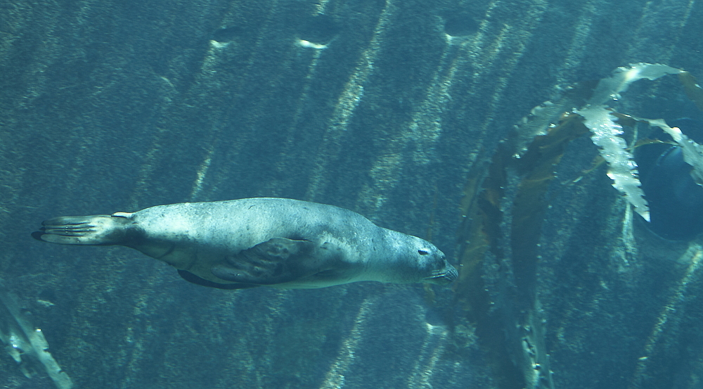 Seelöwe in der Lagune Nürnberg