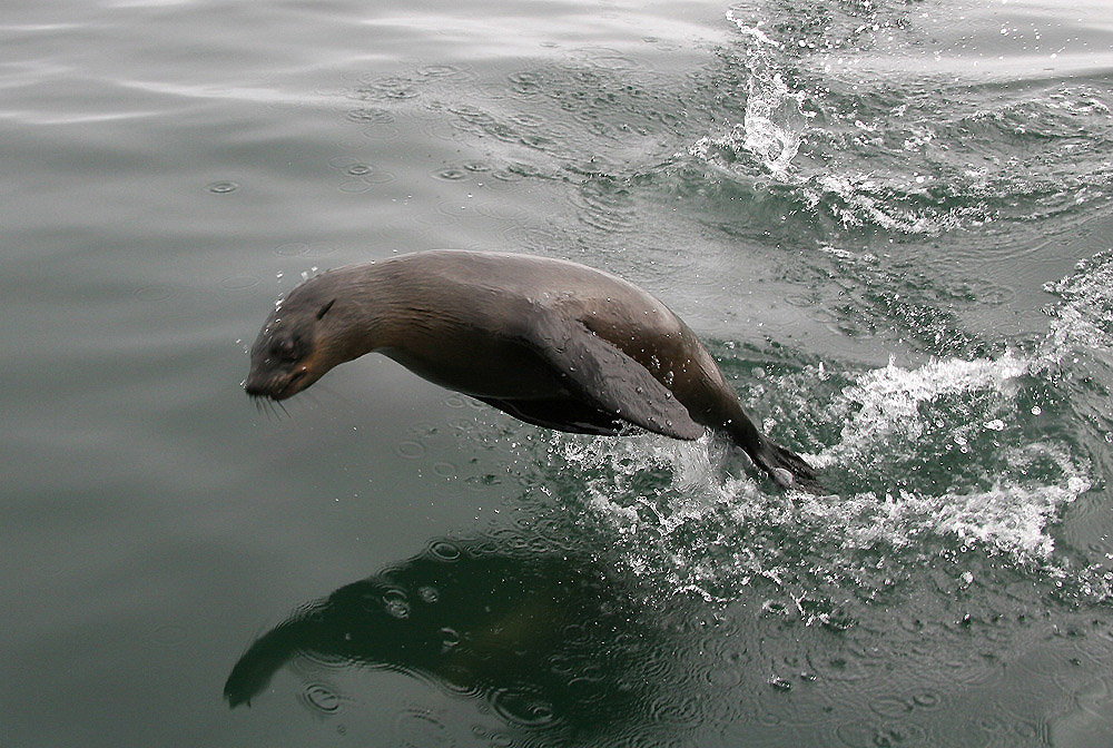 Seelöwe in der Walfishbay