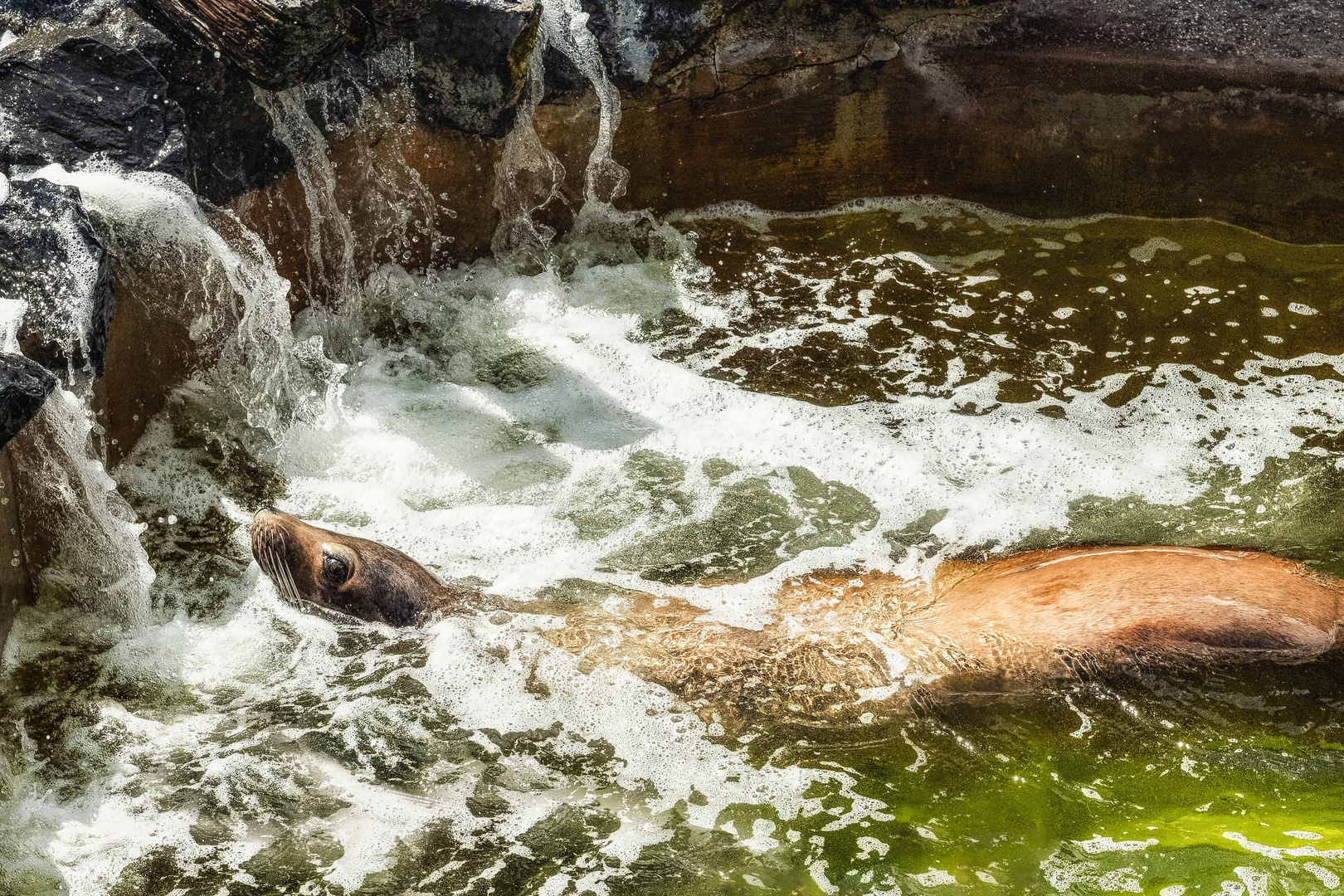 Seelöwe in seinem Element