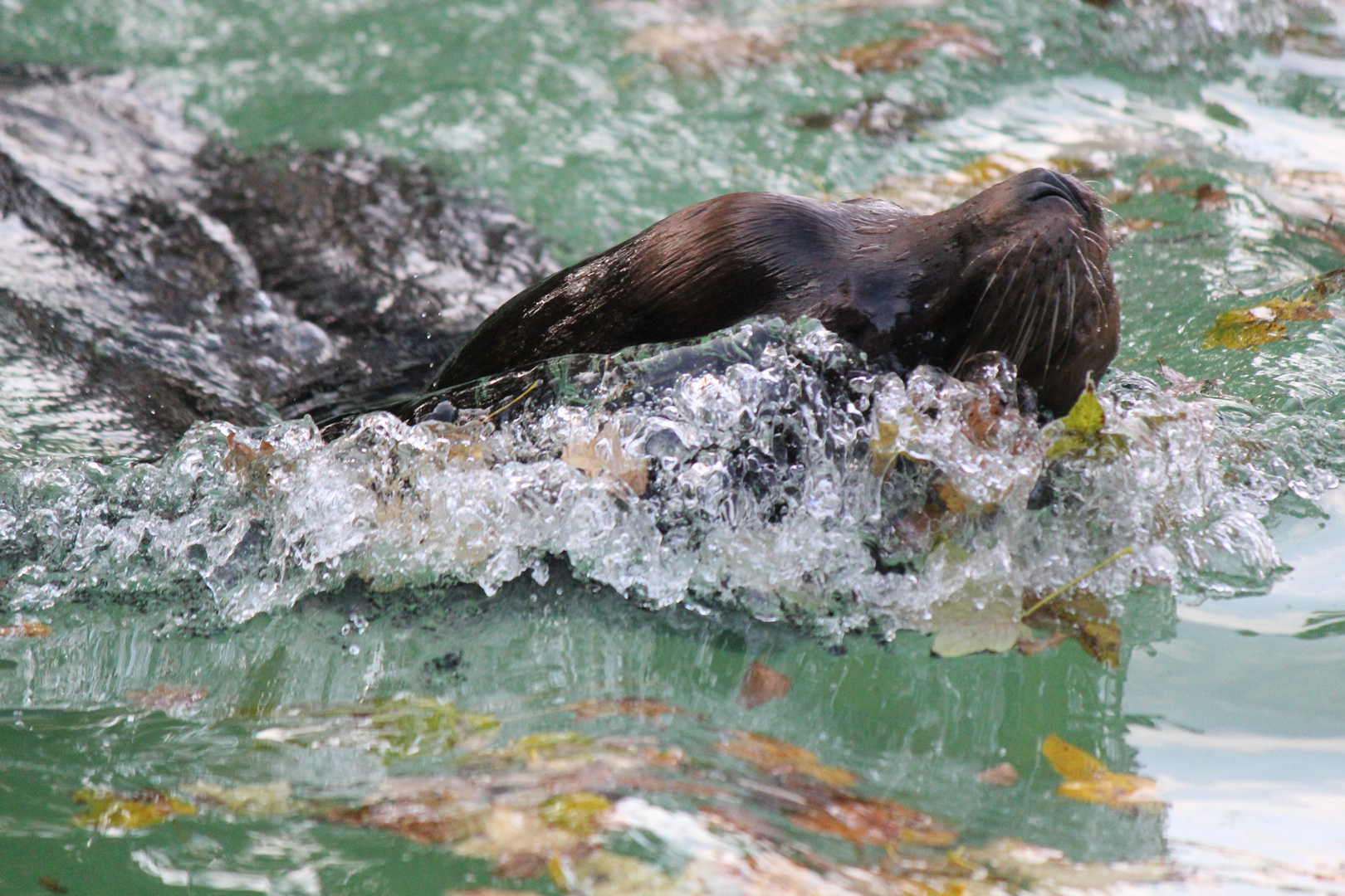 Seelöwe - kleines Becken, aber grosse Bugwelle -