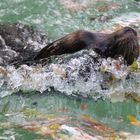 Seelöwe - kleines Becken, aber grosse Bugwelle -