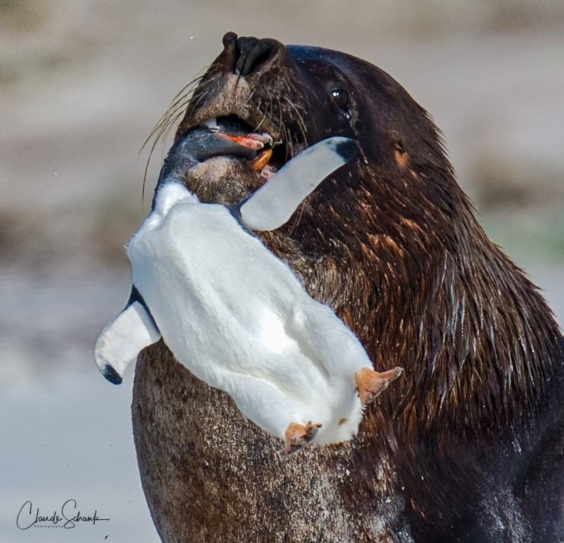 Seelöwe mit Gentoo(Esels)Pinguin