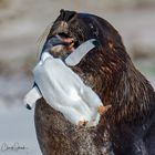 Seelöwe mit Gentoo(Esels)Pinguin