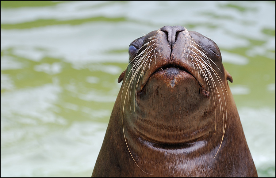 Seelöwe - oder - mit dem Zweiten sieht man besser