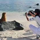 Seelöwe posiert für die Kamera