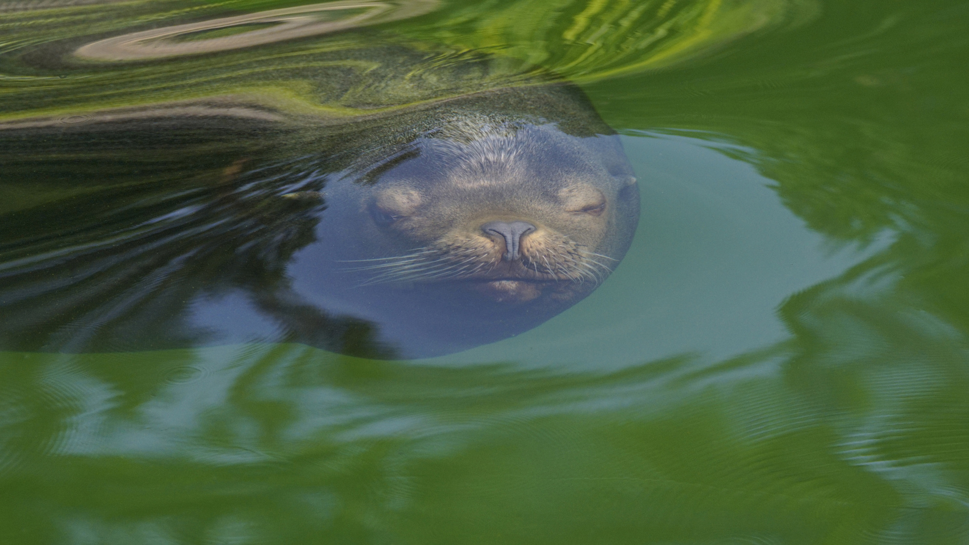 Seelöwe Salomon