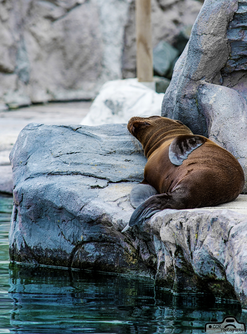 Seelöwe - Schlaf gut