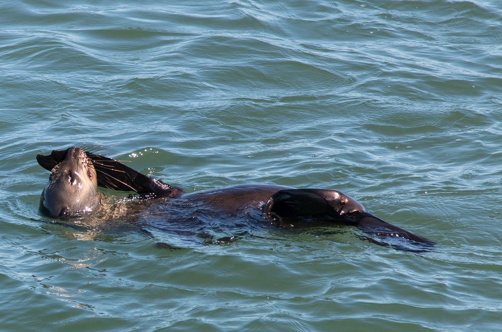 Seelöwe sonnt sich