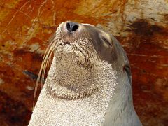 Seelöwe sonnt sich vor rostiger Wand