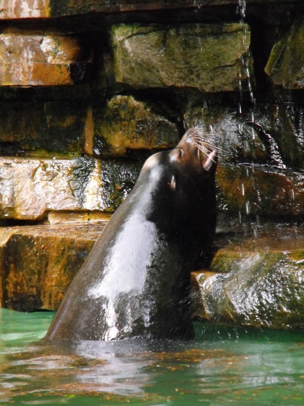 Seelöwe spielt mit dem tropfenden Wasser