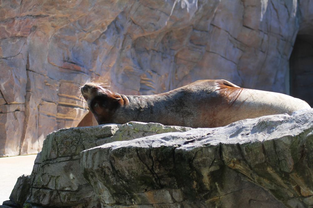 Seelöwe " Stevi "