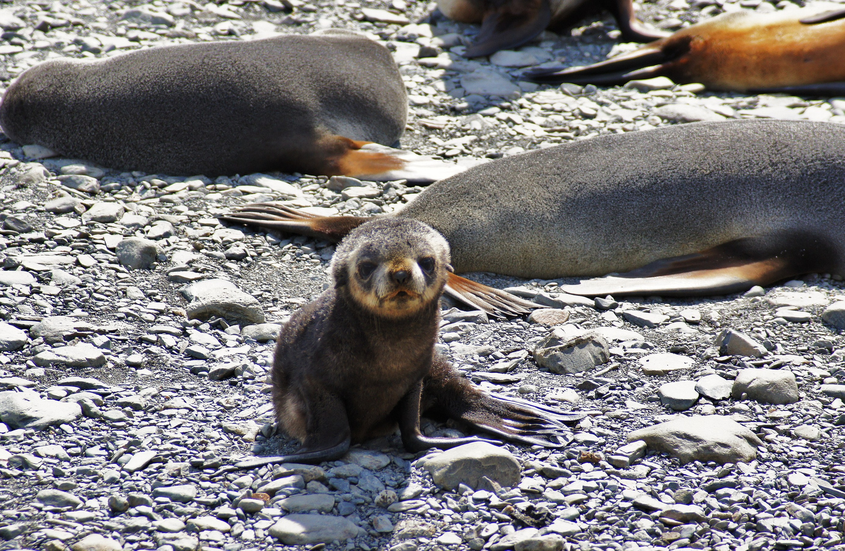 Seelöwe Süd Georgien