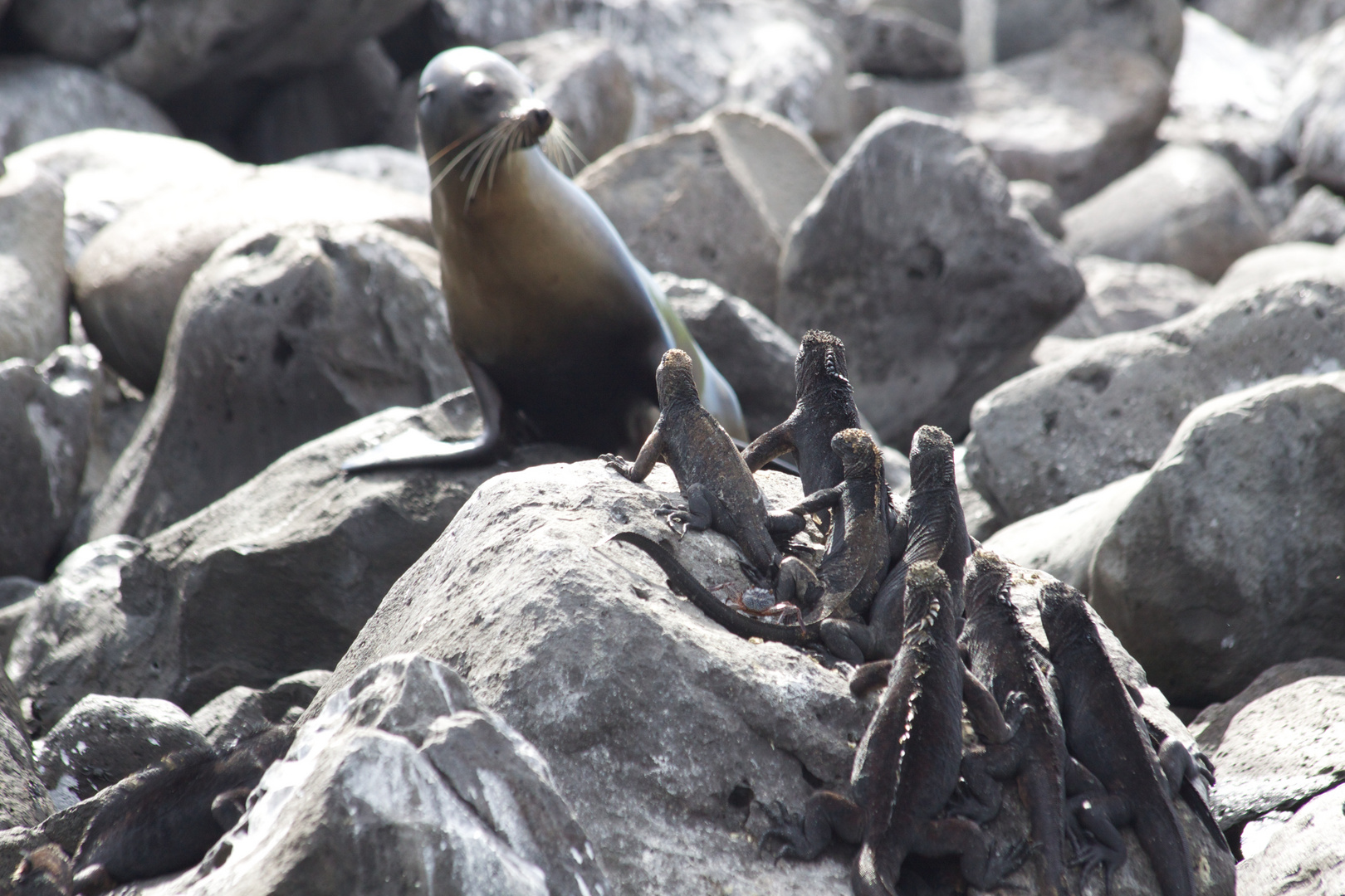 Seelöwe und Iguanas