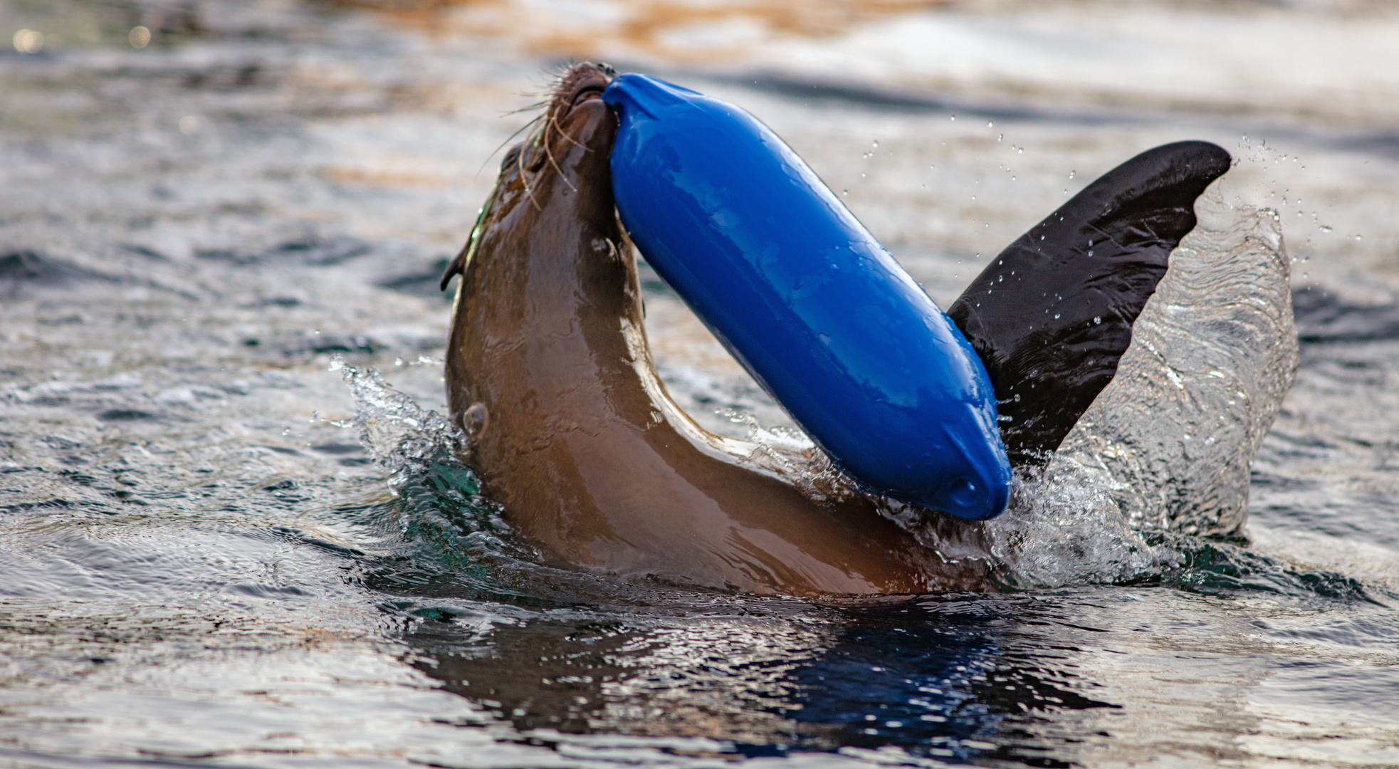 Seelöwe vs blauen Fender