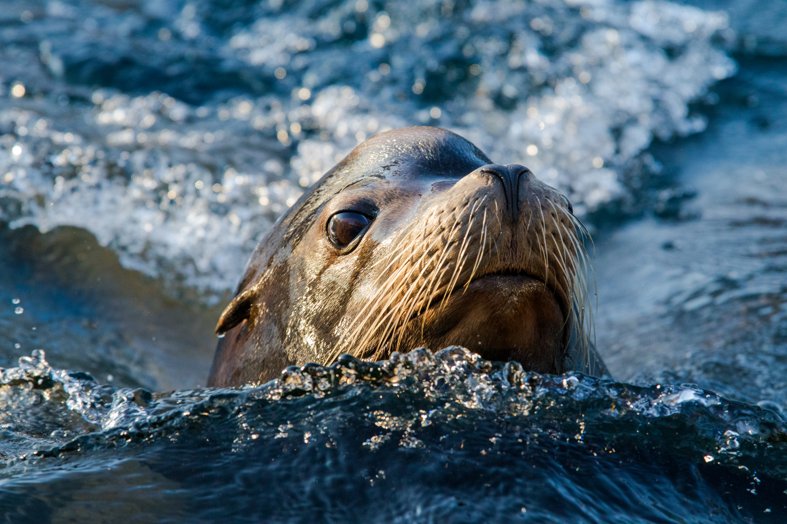 Seelöwe will gesehen werden 