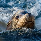 Seelöwe will gesehen werden 