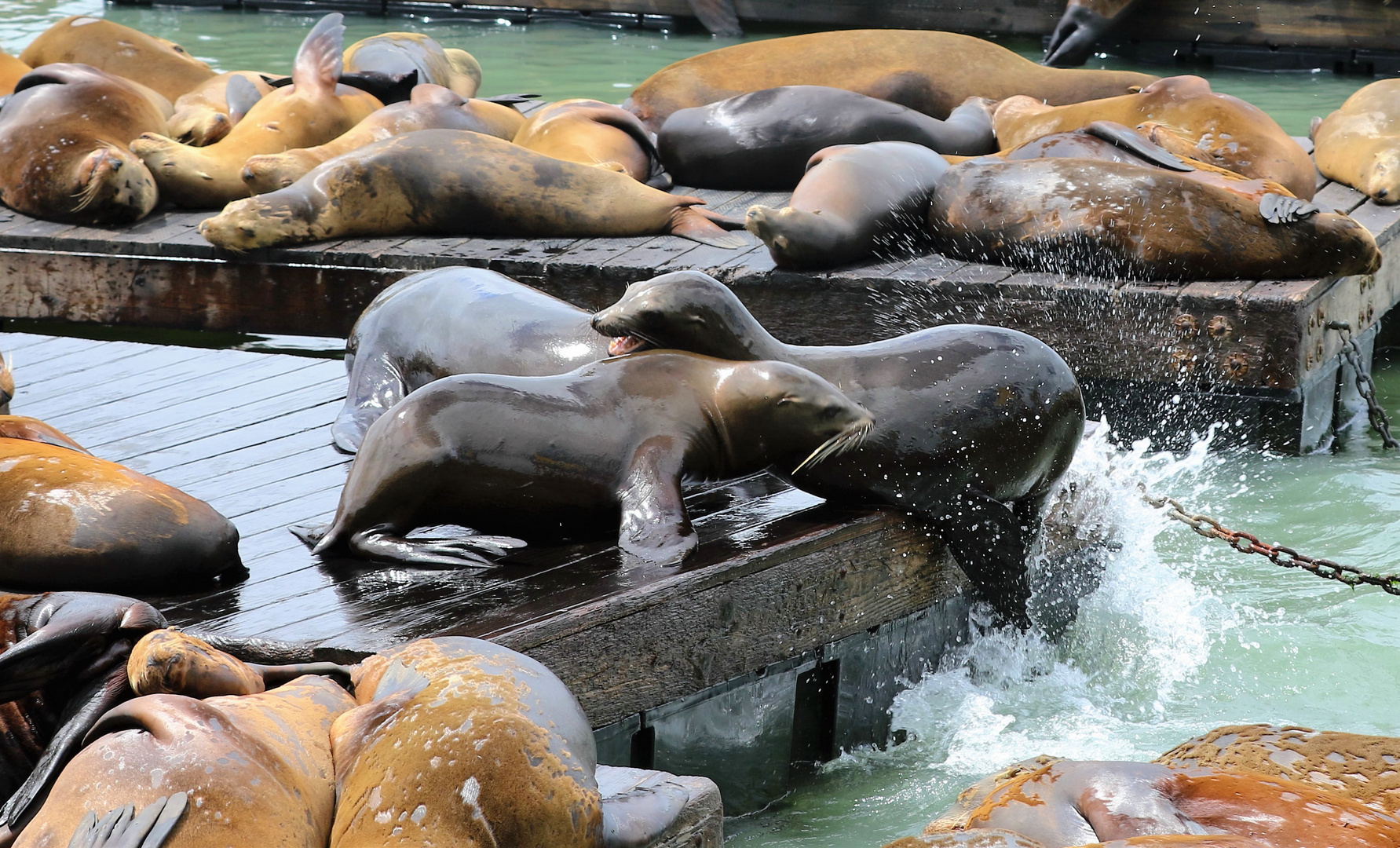 Seelöwen am Pier 39