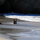 Seelöwen am Strand von Kangaroo Island (Australia)