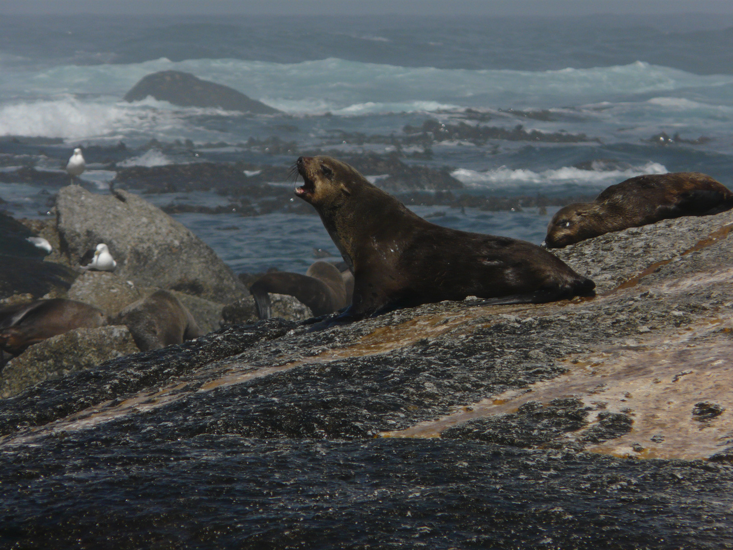 Seelöwen an der Küste der Cape Peninsula