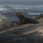 Seelöwen an der Küste der Cape Peninsula