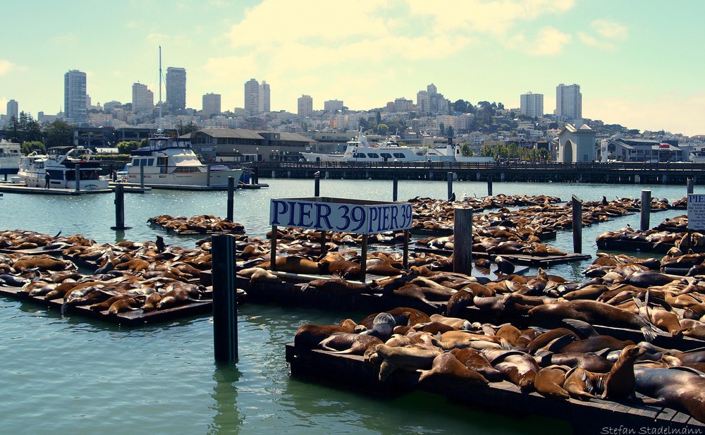 Seelöwen an der Pier 39