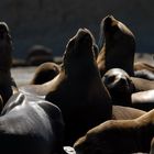 Seelöwen auf der Halbinsel Valdez