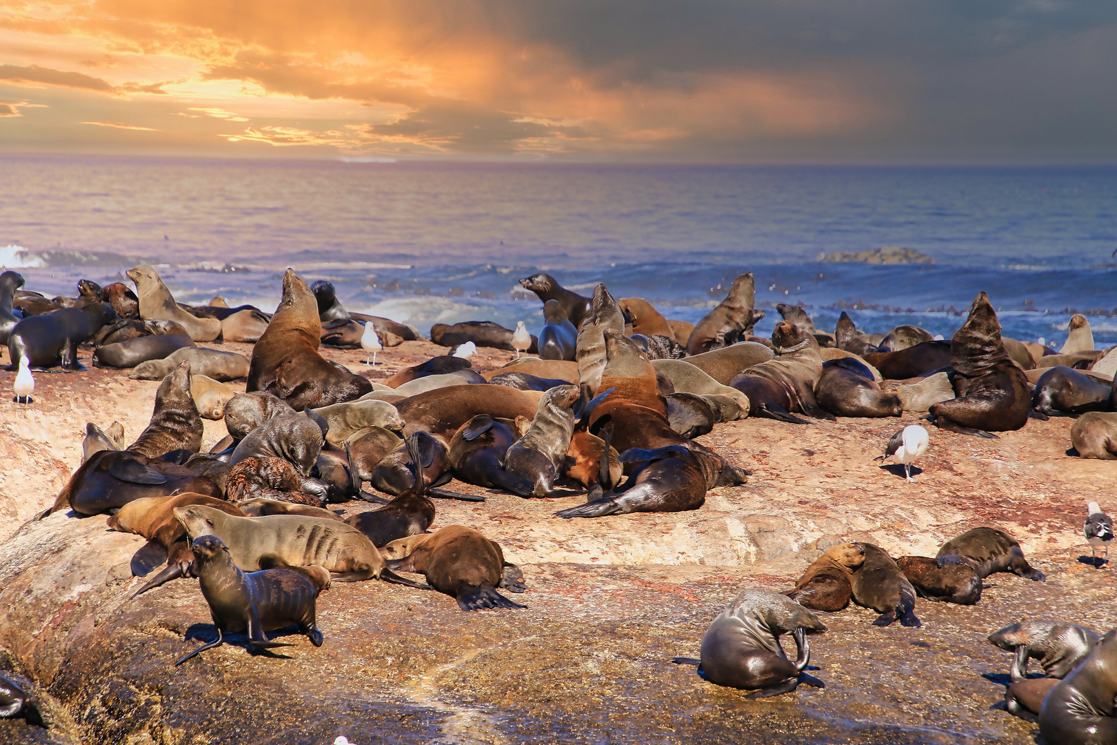 Seelöwen auf der Insel vor Kapstadt 