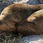 Seelöwen auf Galapagos