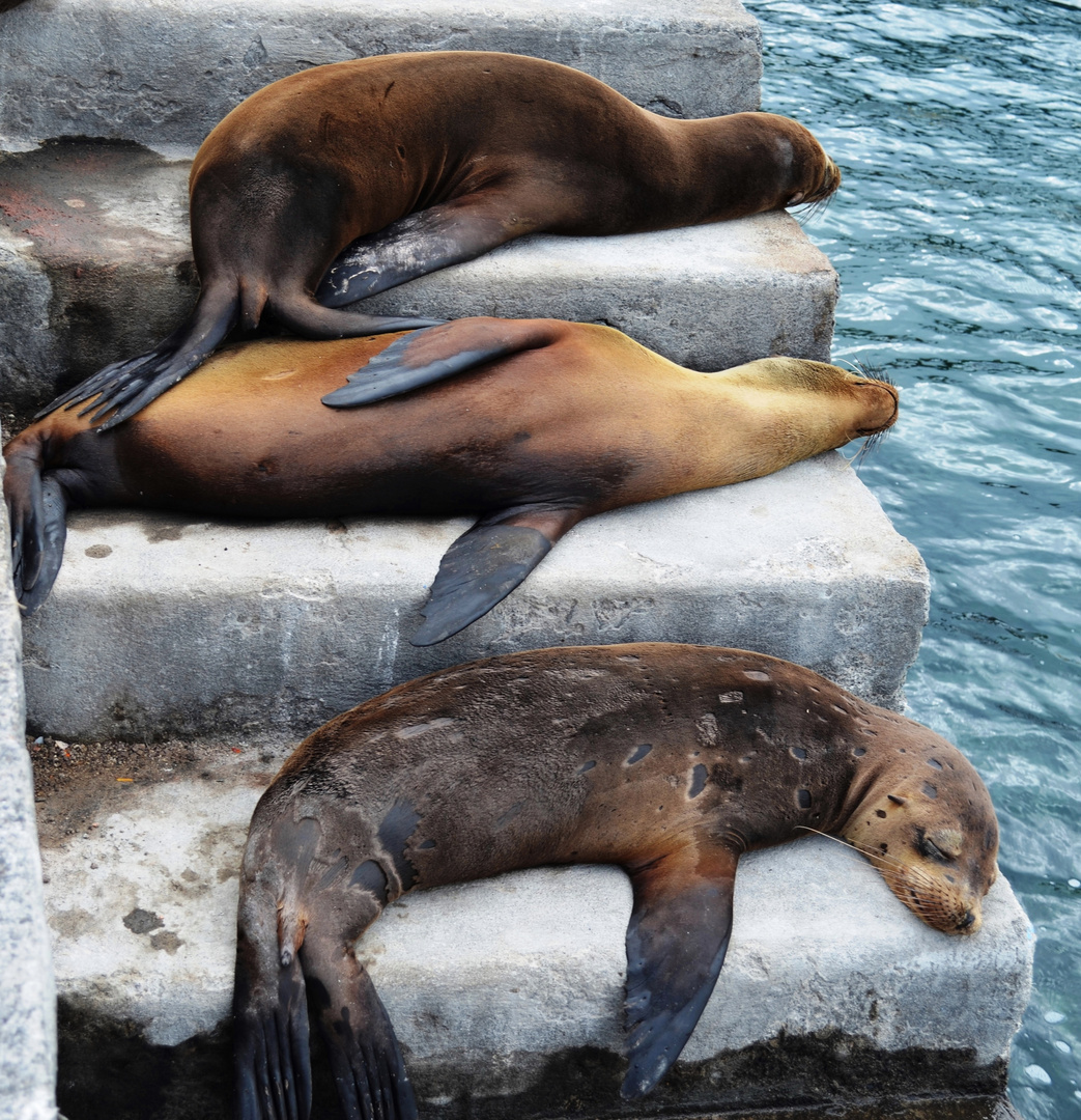 Seelöwen auf Galapagos