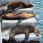 Seelöwen auf Galapagos