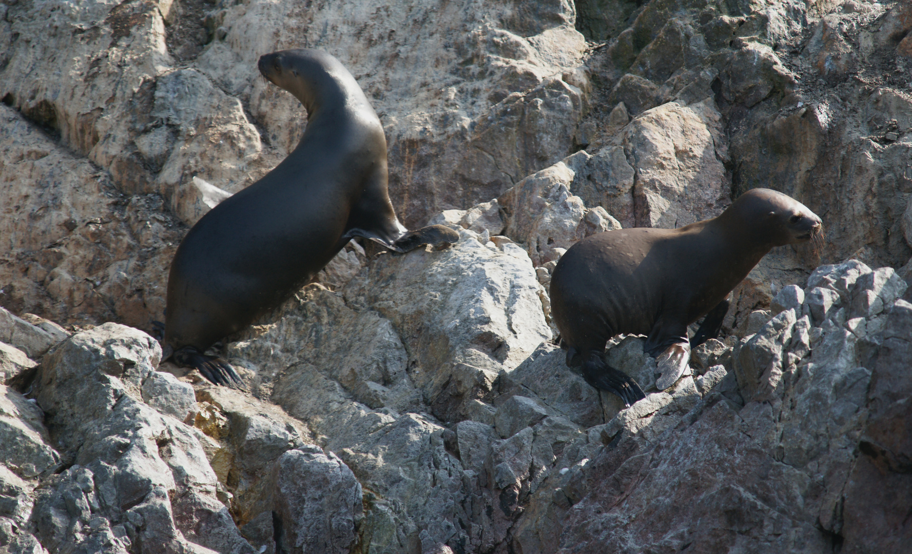 Seelöwen auf Islas Baestas