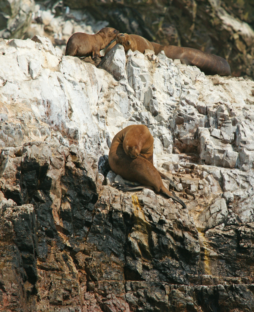 Seelöwen bei der Siesta