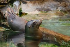 Seelöwen beim Sonnenbaden